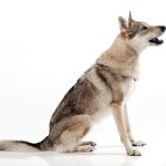 كلب الذئب التشيكوسلوفاكي