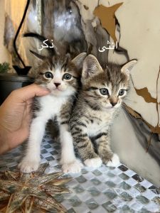 d8413bf1-475b-44cc-994c-02e34f4410f2