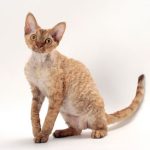 قط الديفون ريكس