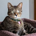 القط المنزلي ذوالشعر القصير