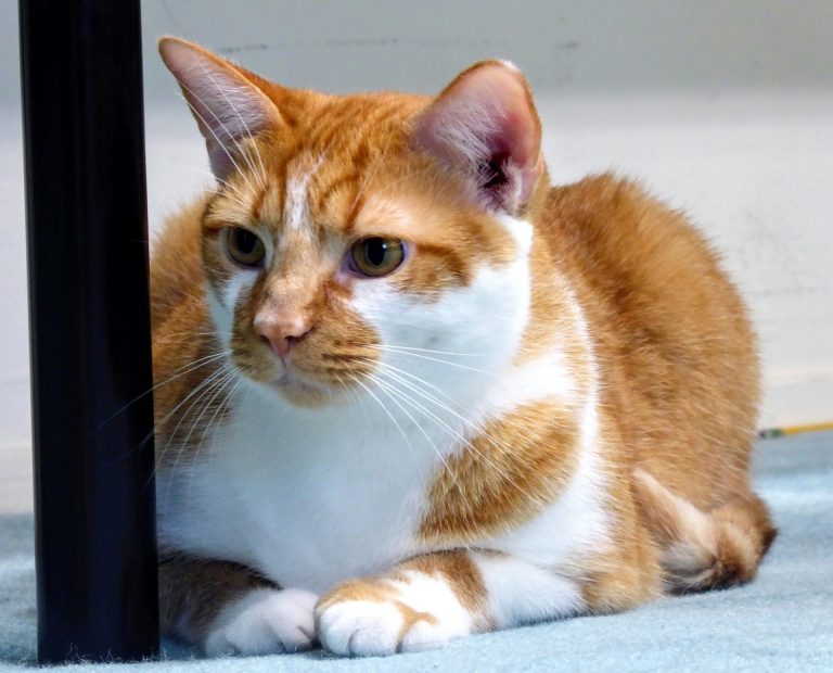 القط المنزلي ذوالشعر القصير