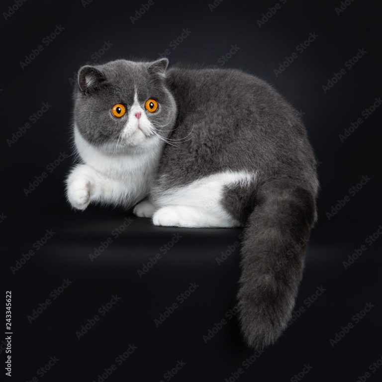 القط الغريب ذو الشعر القصير