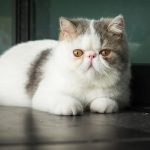 القط الغريب ذو الشعر القصير