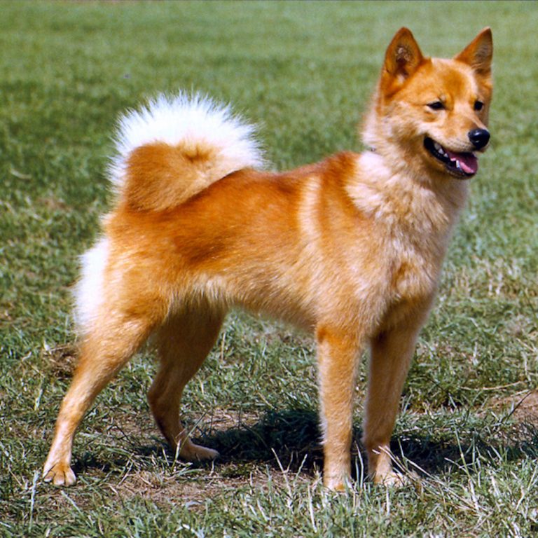 كلب السبتس الفنلندي