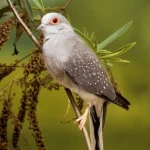 الحمامة الماسية