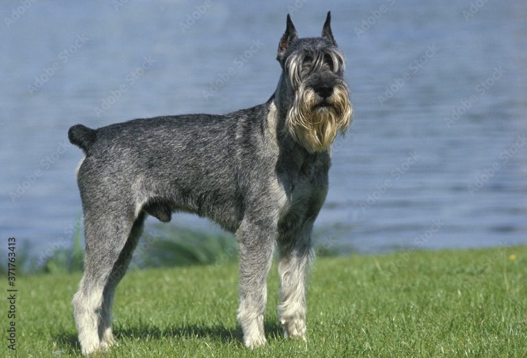 كلب الشناوزر العملاق