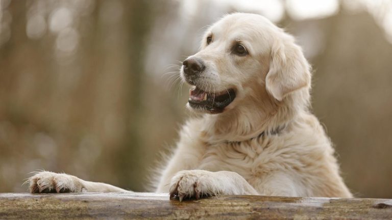 كلب الرتريفر الذهبي