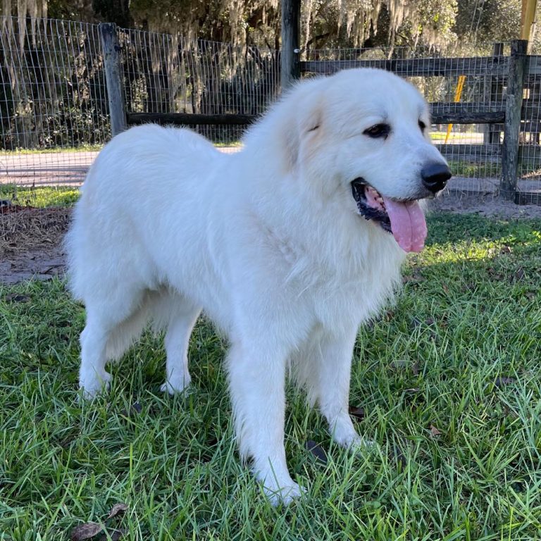 كلب جبال البرانس العظيمة