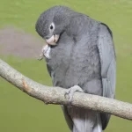 ببغاء فازا