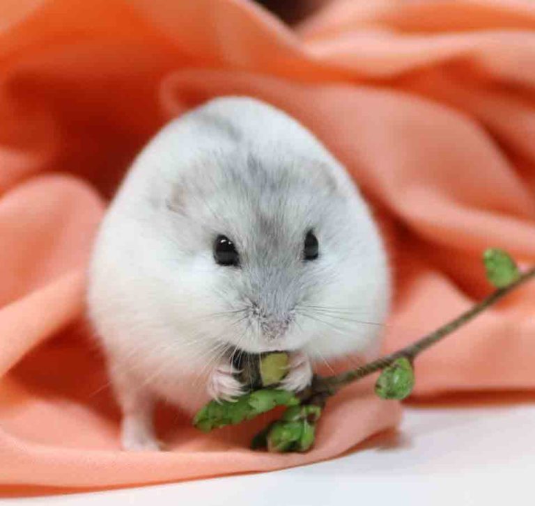 هامستر القزم الروسي