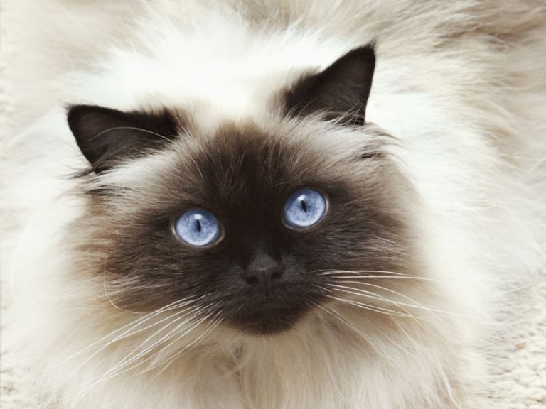 قط الهمالايا