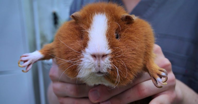 الخنزير الغيني