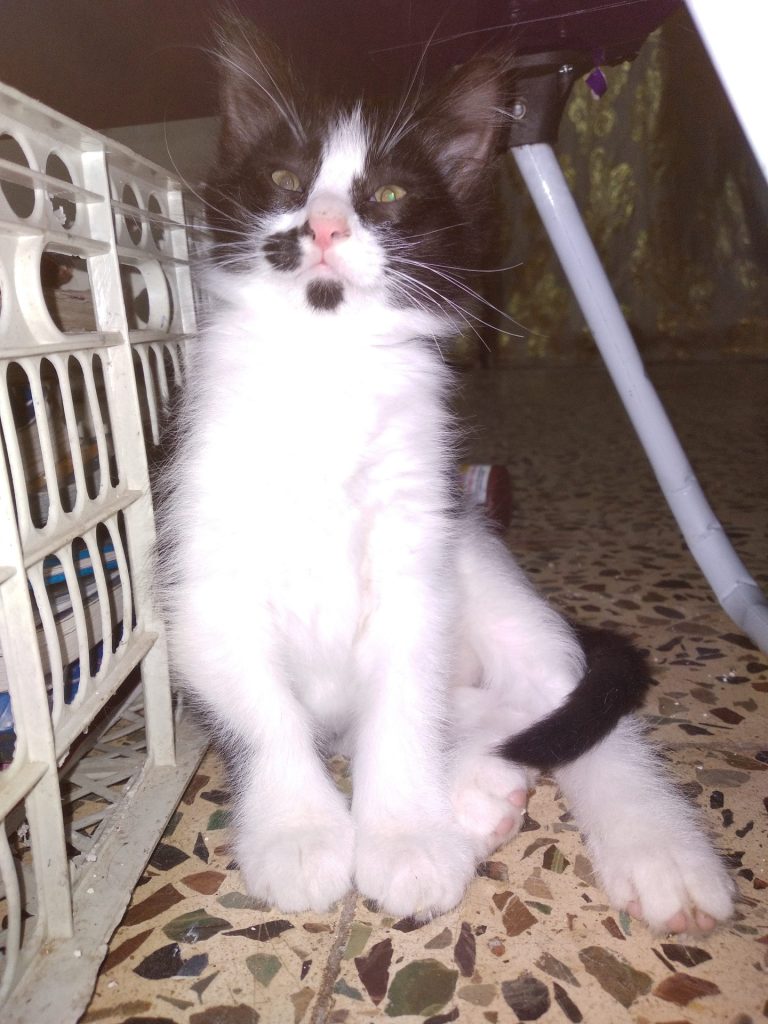 inbound2197034768111583934