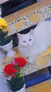 inbound2329314500539063515