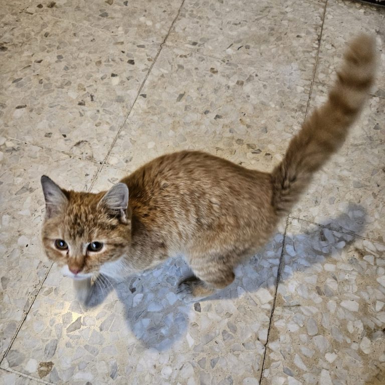 inbound2483502924453416390