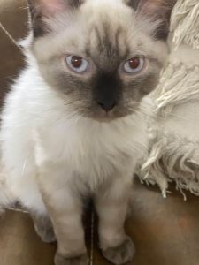 inbound2595853480486137850