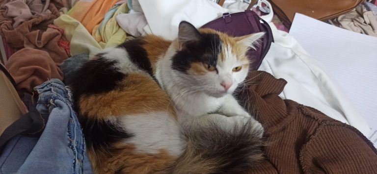 inbound2950176409474255798