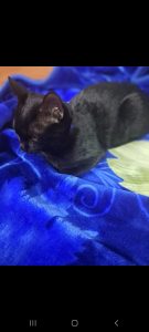 inbound3229970140956621255