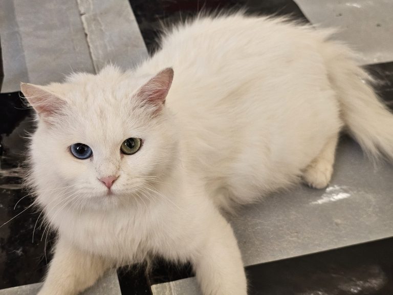 inbound3283869030737031585