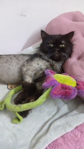 inbound3305291238011896639