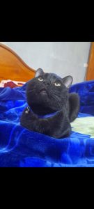 inbound337116891286179220