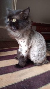 inbound3481854973500682804