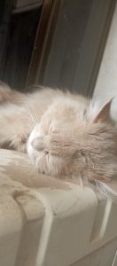 inbound404825312308024527