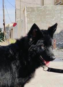 inbound4072744005056488076