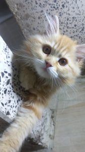 inbound5522183206951155975