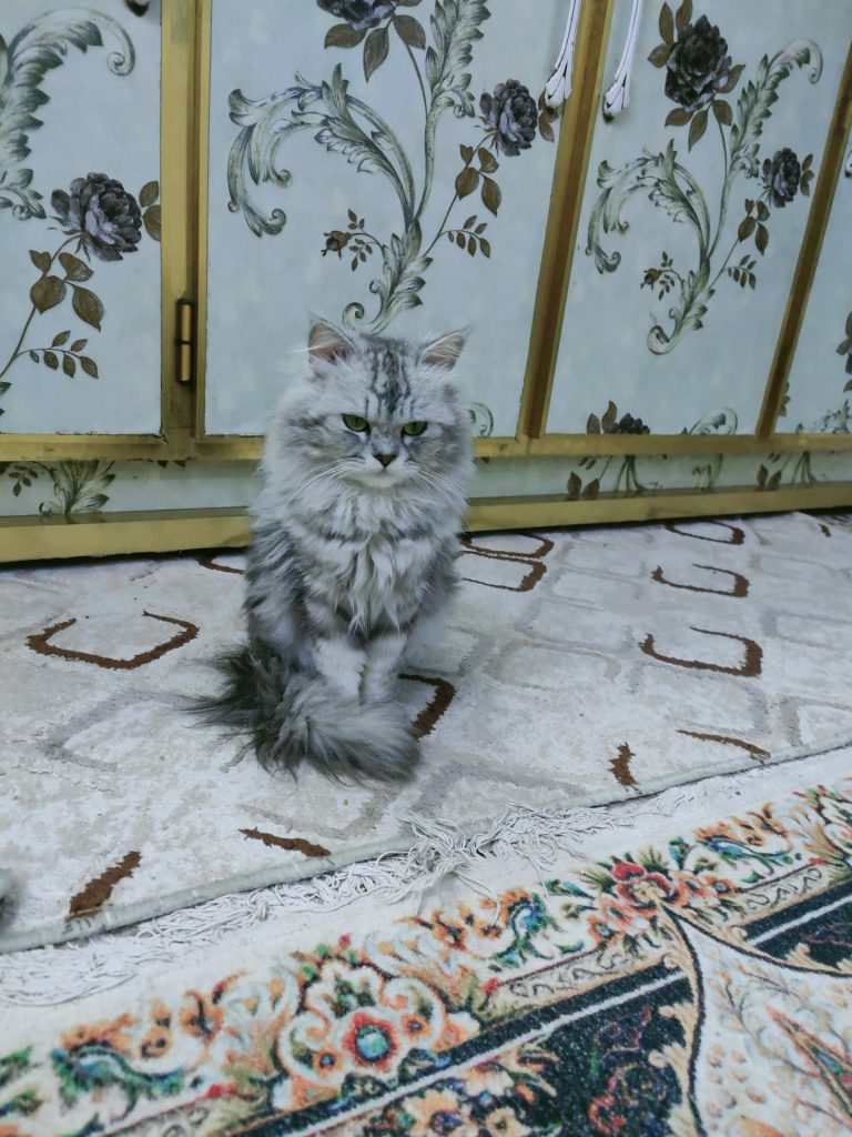 inbound5772449678110090881