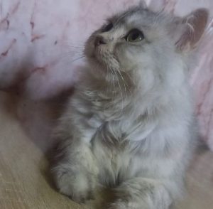 inbound642546283703118752