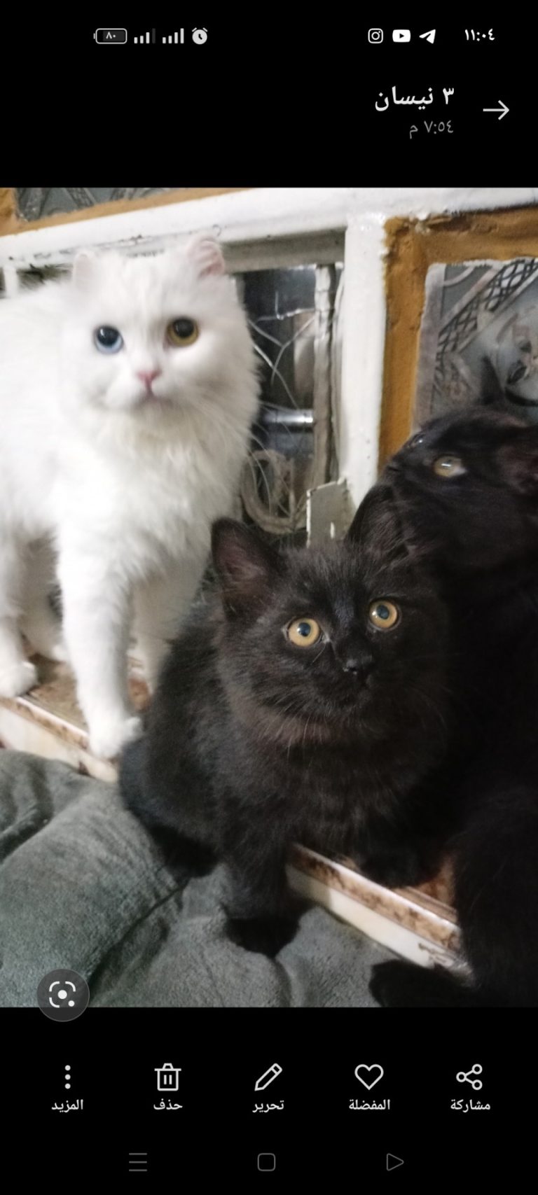 inbound6590154194840802506