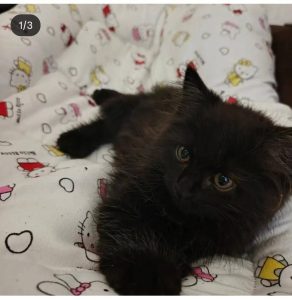 inbound6878741288507084163