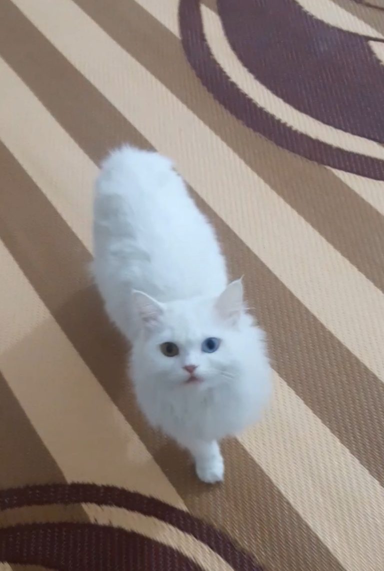 inbound754659129804537034