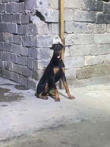 inbound7633240816655599978