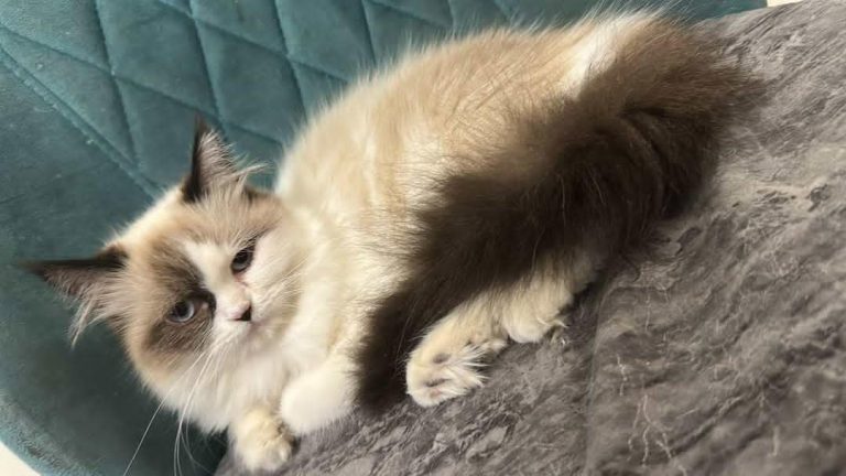 inbound79285508096631349