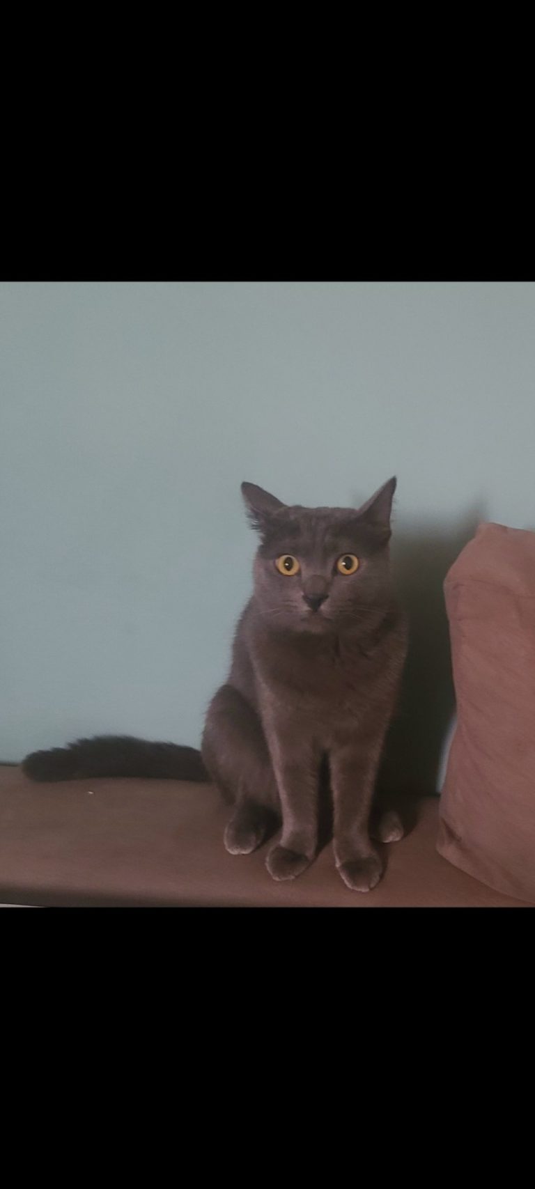 inbound8228655404414103686