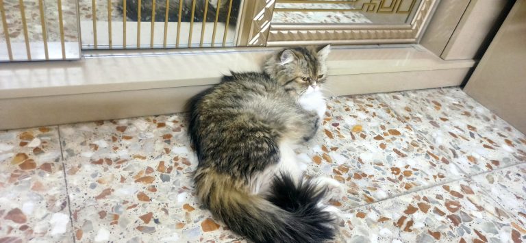 inbound8509893574100253920