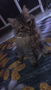 inbound855319764320903142