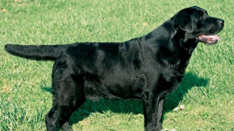 كلب اللابرادور ريتريفر