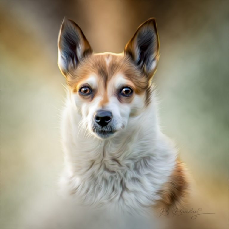 كلب لوندهوند النرويجي