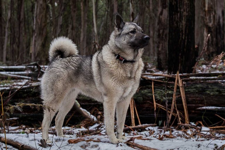 كلب لوندهوند النرويجي