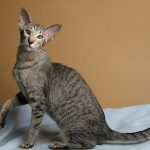 القط الشرقي قصير الشعر