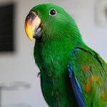 اكليكتوس المولوي