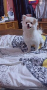 فقد كلب بو بمنطقه الصليخ صارله سنه ونص  ولحد الان ابحث عنه بلكت احد شايفه او مشتريه🥹