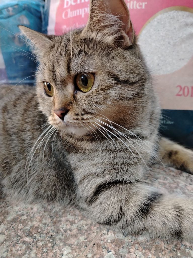 التبني أفضل أم الشراء؟