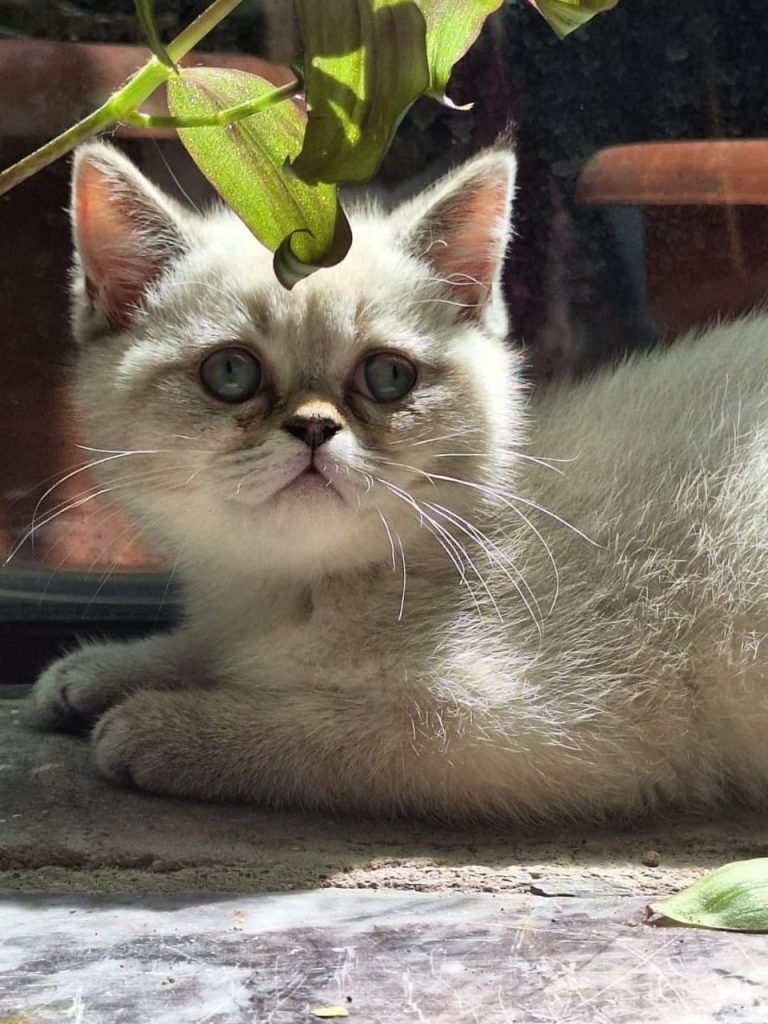 هل أنا مستعد لتربية حيوان؟!