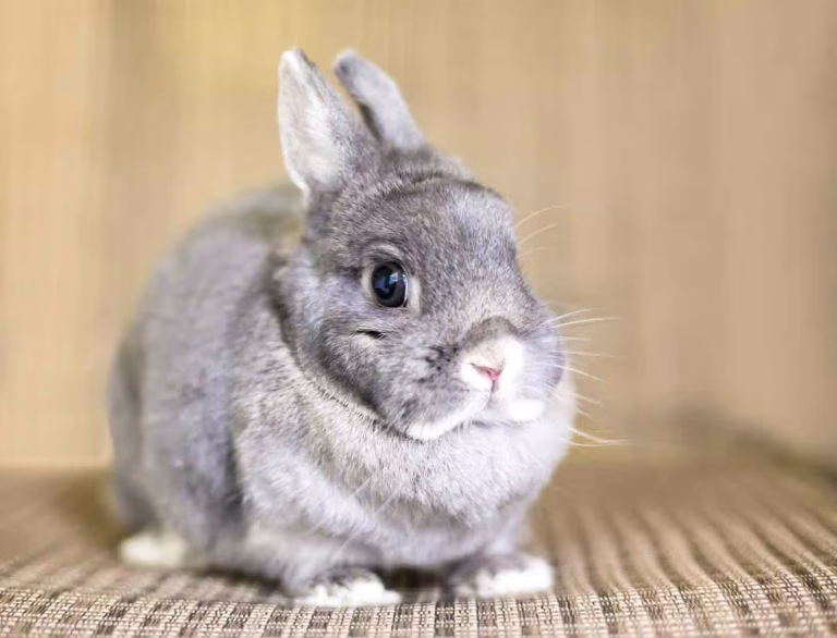 الأرنب القزم