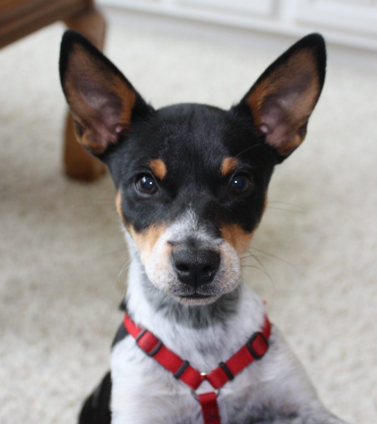 كلب رات تيرير