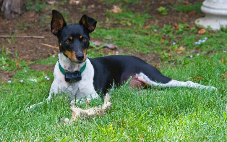 كلب رات تيرير